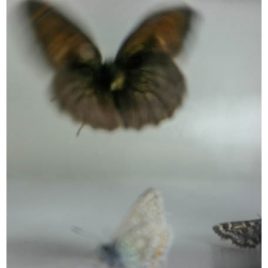 C3047 Meadow Brown Butterfly 3/10