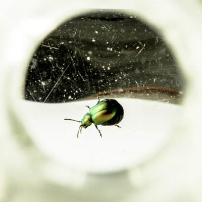 C3048 Dock Beetle - Gastrophysa viridula