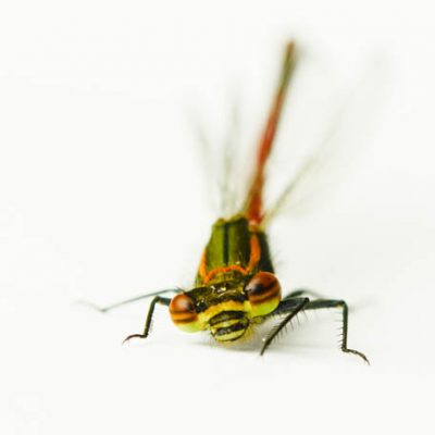 C3043 Large Red Damselfly - Pyrrhosoma nyphula 8/10