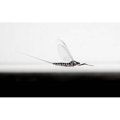 C3031 Summer Mayﬂy No.1 - Siphonurus alternatus  4/10
