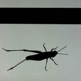 C3056 Stripe-Winged Grasshopper – Stenobothrus lineatus 2/10