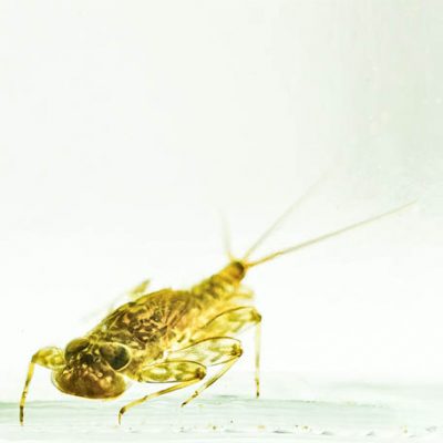 C3055 Stone Clinger: Autumn Dun Fly Nymph - Ecdyonurus dispar 3/10