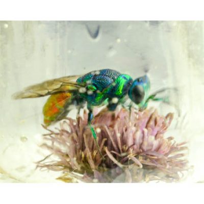C3054 Jewel Wasp - Chrysis Angustula 7/10