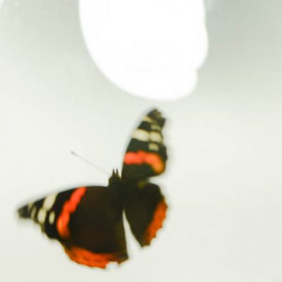 C3058 Red Admiral Butterﬂy No.3 - Vanessa atalanta 7/10