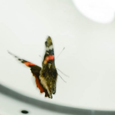 C3057 Red Admiral Butterﬂy No.4 - Vanessa atalanta 7/10