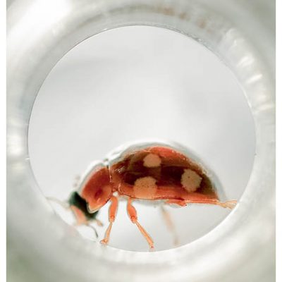 C3039 Cream-Spot Ladybird - Calvia 14-guttata 4/10