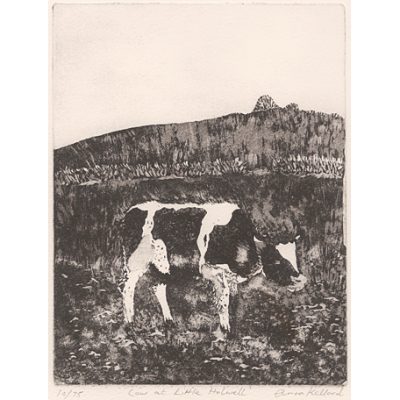 C2975 Cow at Little Holwell - Anna Kellard