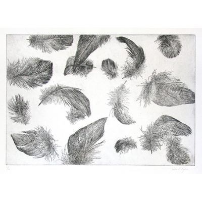 C3158 Floating Wigeon Feathers 2/12 - John Douglas Piper