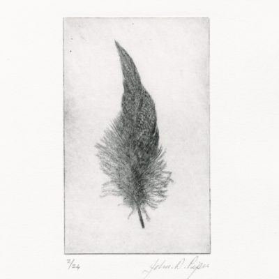 C3155 Wigeon Feather I 2/24 - John Douglas Piper