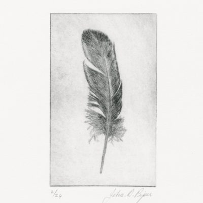 C3156 Wigeon Feather II 2/24 - John Douglas Piper