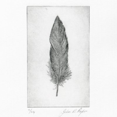 C3158 Wigeon Feather IIII 2/24 - John Douglas Piper