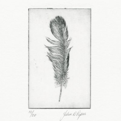 C3149 Wood Pigeon 12/20 - John Douglas Piper