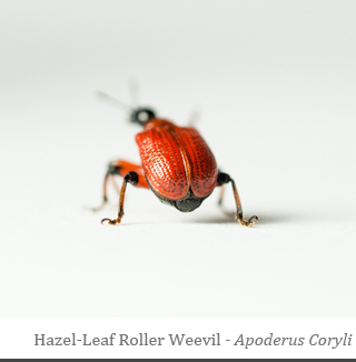 Apoderus Coryli-Hazel leaf-rolling Weevil