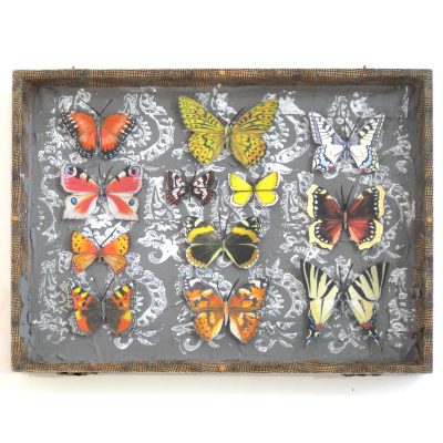 C4152 Marius Papilliones Collage - Shyama Ruffell