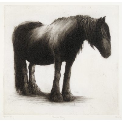 C2880 Dales Pony - Helen Fay