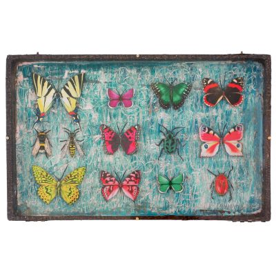 C5218 Butterflies and Insects - Shyama Ruffell