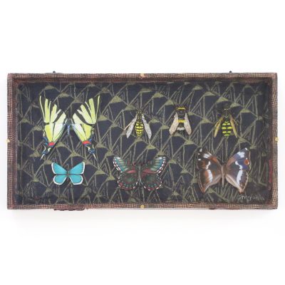 C5219 Butterflies and Insects - Shyama Ruffell