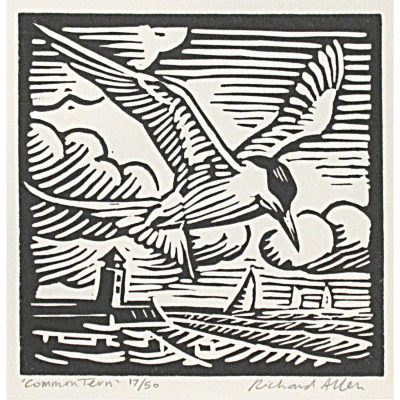 C5294 Common Tern 17/50 - Richard Allen