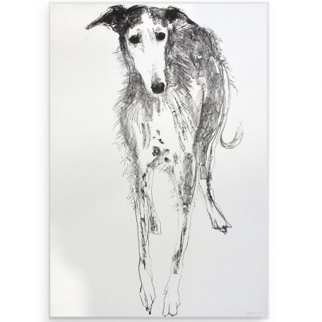 2342C Galgo AP- Sally Muir