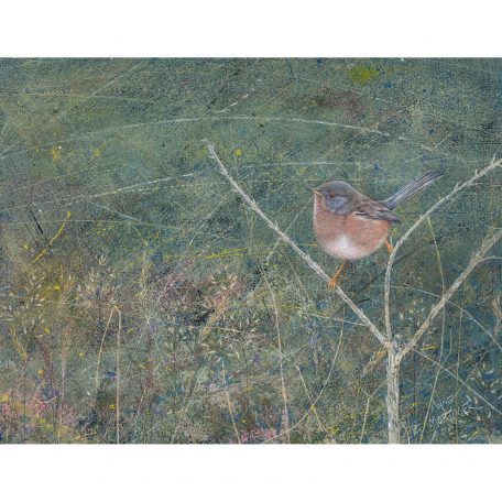X4868 Dartford Warbler - Anne Mortimer RMS SBA