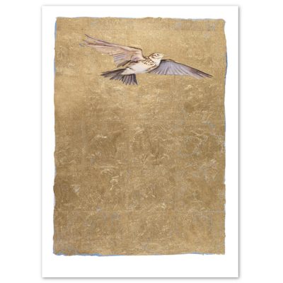 0429X Lark - Jackie Morris and Robert Macfarlane