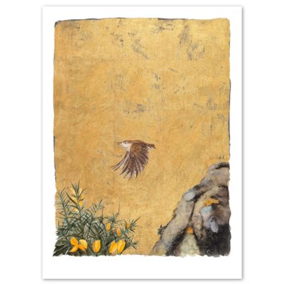 1252X Wren - Jackie Morris and Robert Macfarlane