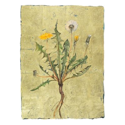 1415X Dandelion - Jackie Morris and Robert Macfarlane
