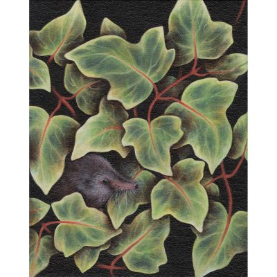 1368C Shrew - Louise Crabb