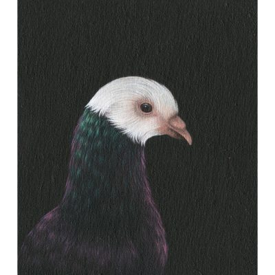 2027C Fancy Pigeon - Louise Crabb