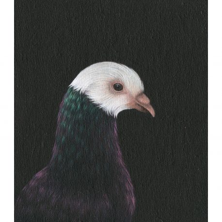 Fancy pigeon – Copy