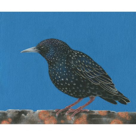 2054C Starling - Louise Crabb