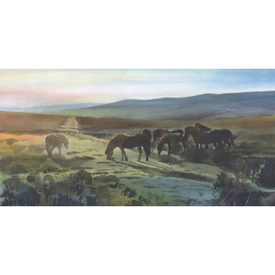 2257X Exmoor Ponies - Leo Davey