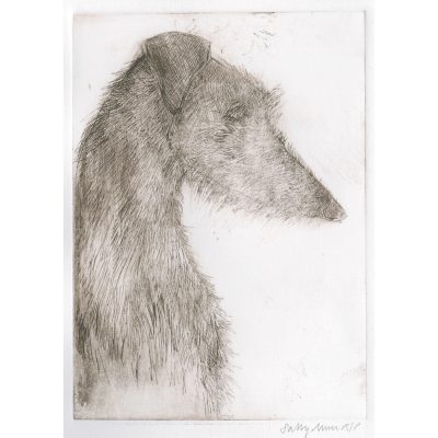 2368C Lurcher Profile - Sally Muir