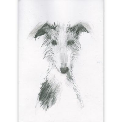2374C Hound Portrait - Sally Muir