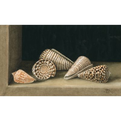 2264C Cone Shells - Jenny Barron