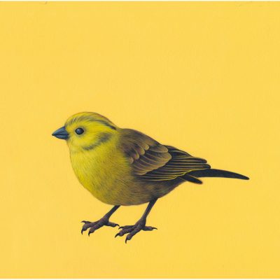 2936C Yellowhammer- Louise Crabb