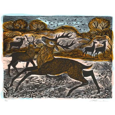 3514C Knepp Red Deer 22/95 - Angela Harding
