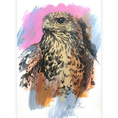 3985C Small Buzzard Study- Jim Starr
