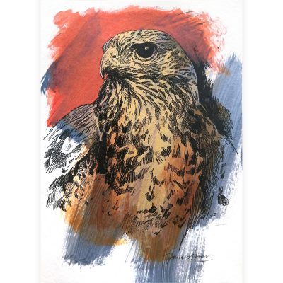 3987C Small Buzzard Study- Jim Starr