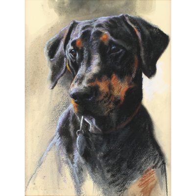 4481C Doberman - Mick Cawston