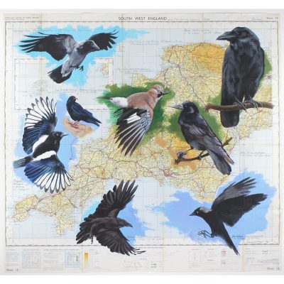 4565C Crow (or Corvid) Family - Jim Starr