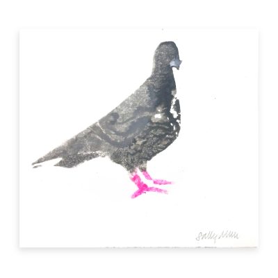 4711C Pigeon - Sally Muir