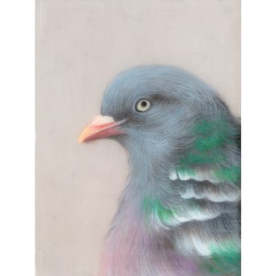 4744C Pigeon I - Louise Crabb