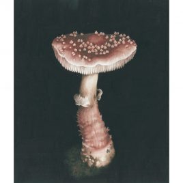 5452C Blusher – Louise Crabb