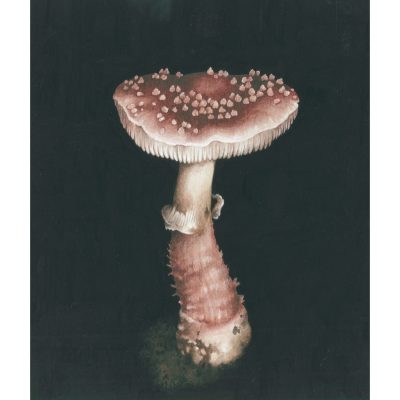 5452C Blusher - Louise Crabb