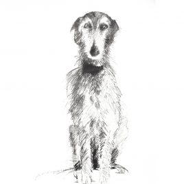 5318C Buster Sitting – Sally Muir