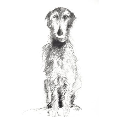 5318C Buster Sitting - Sally Muir