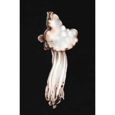 5391C Helvella Crispa - Louise Crabb