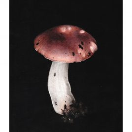 5392C Brittlegill – Louise Crabb