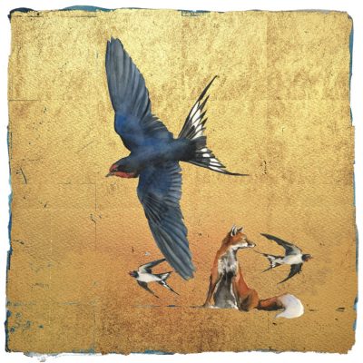 0016S In the Spring Comes the Swallow by Jackie Morris